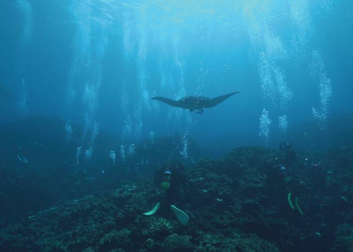 Manta Scramble